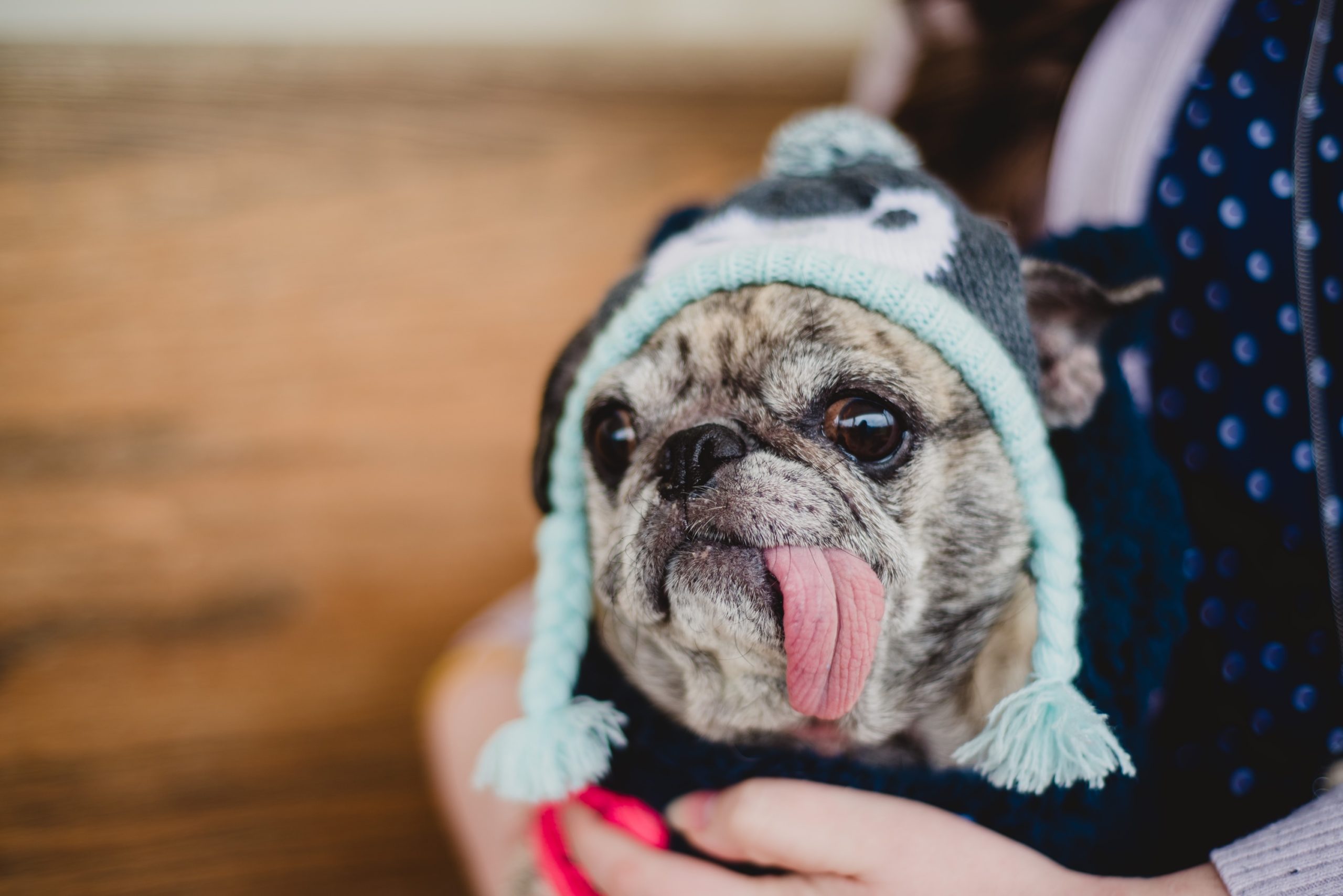 Services Bluegrass Veterinary Clinic