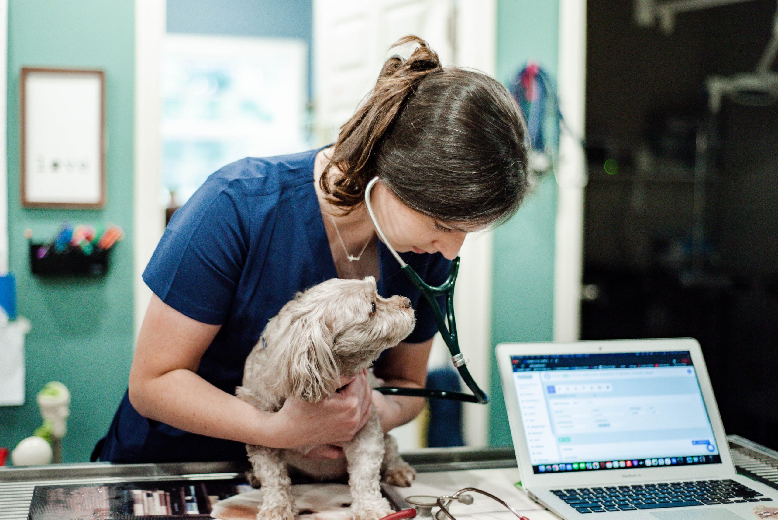 Services Bluegrass Veterinary Clinic