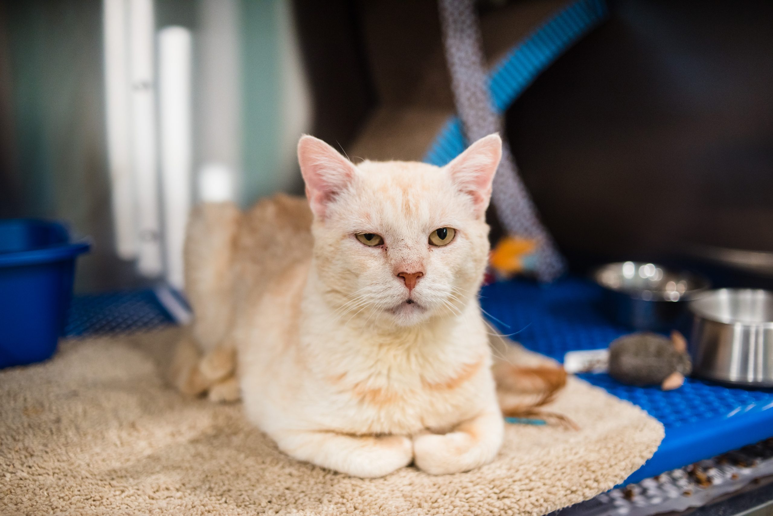 Services Bluegrass Veterinary Clinic